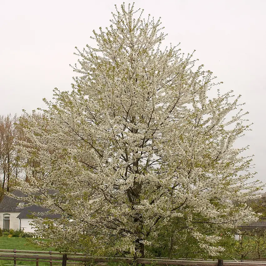 Högstamsträd Omnia GardenSötkörsbär Fågelbär 300-400 cm