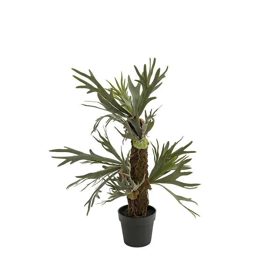 Konstväxt Mr PlantÄlghornsbräkenH: 95 cm