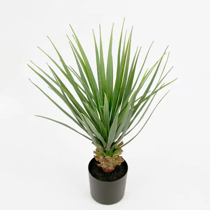 Konstväxt Mr PlantYucca