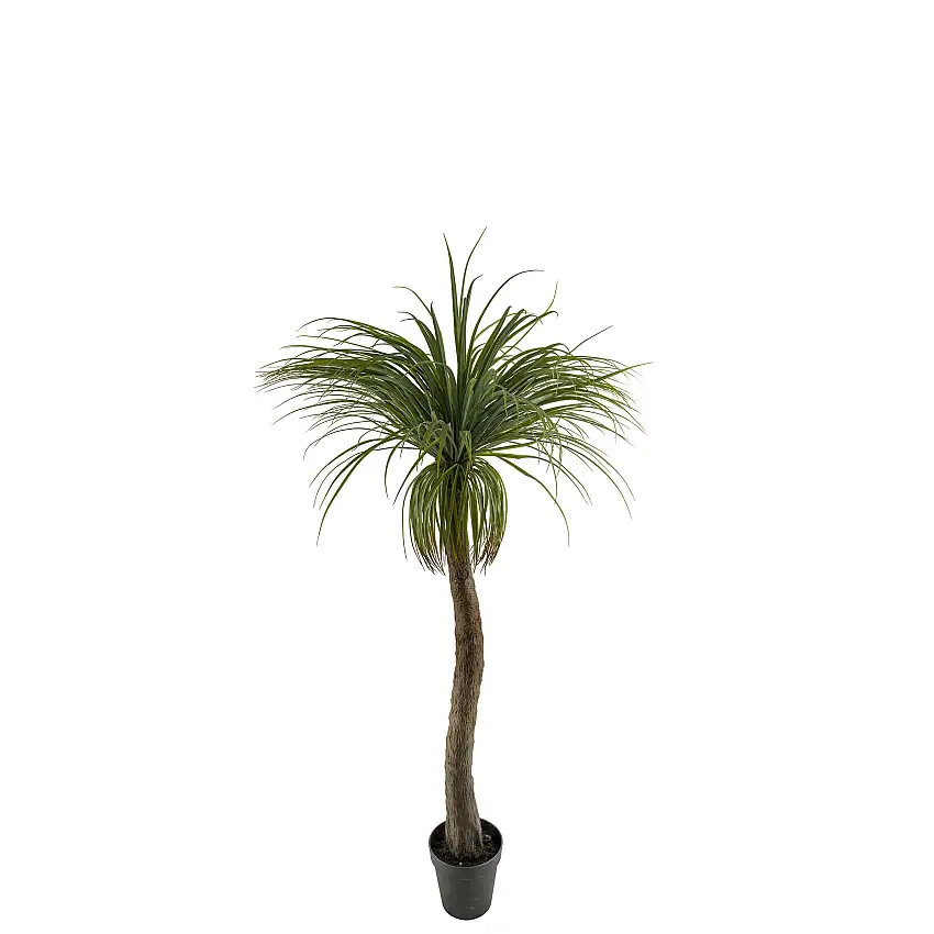 Konstväxt Mr PlantFlaskliljaH: 180 cm