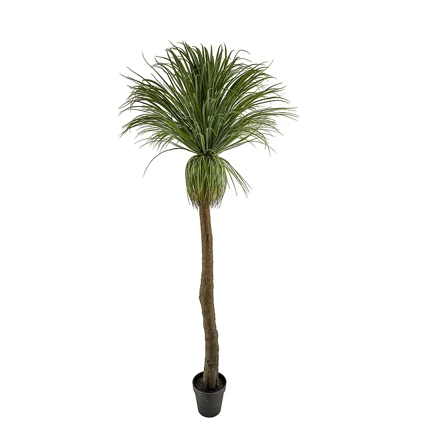 Konstväxt Mr PlantFlaskliljaH: 220 cm