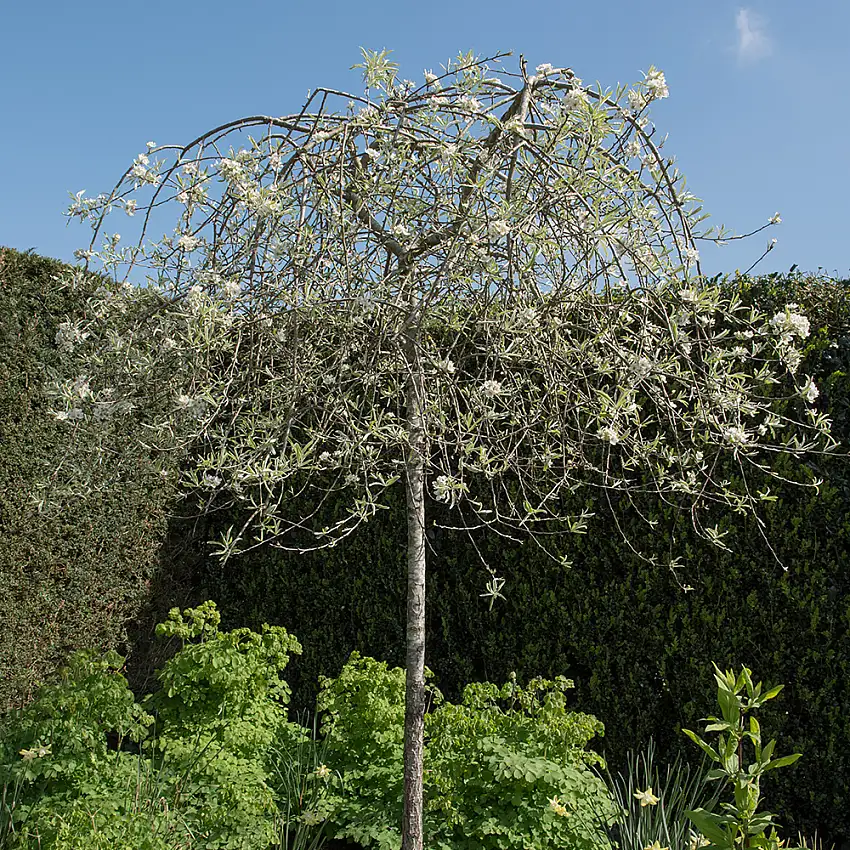Prydnadsträd Omnia GardenSilverpäron, Silvergrönt Lövverk & Vit Blomning, 60 cm