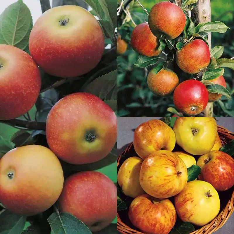 Äppelträd Omnia GardenMalus domestica