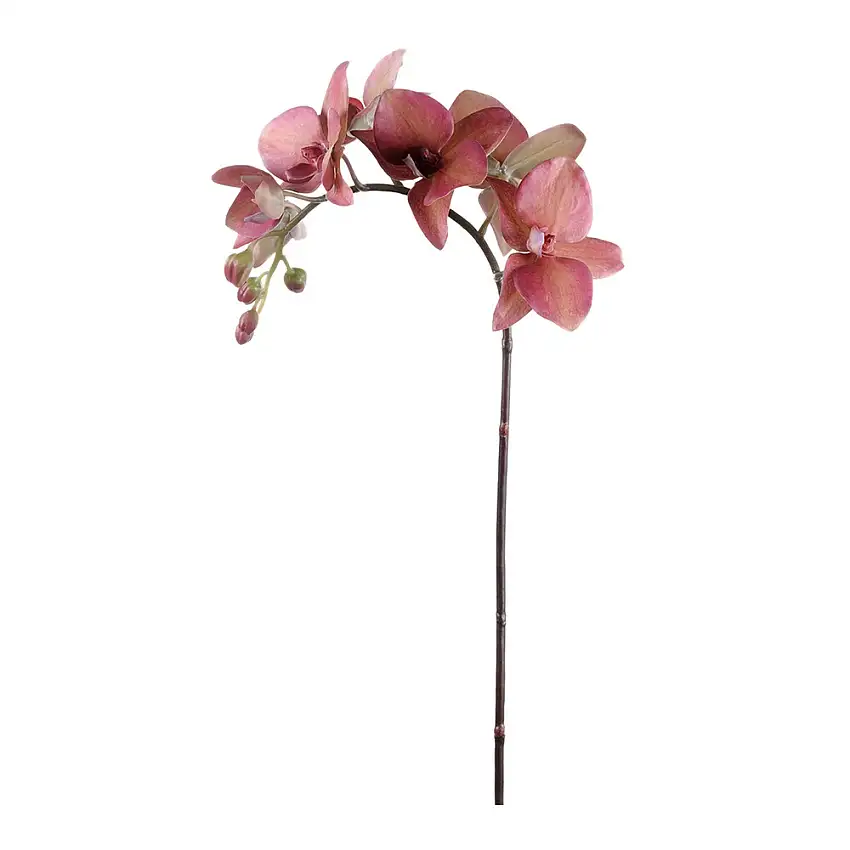 Konstväxt Fröken FräkenPhalaenopsis 60 cmRöd