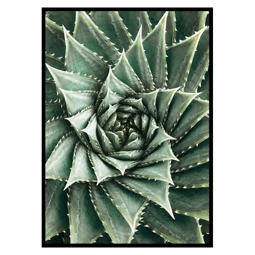 Poster GallerixAgave Close Up No2