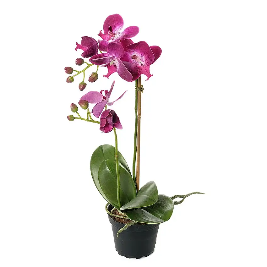 Konstväxt Fröken FräkenPhalaenopsis KrukaMörklila