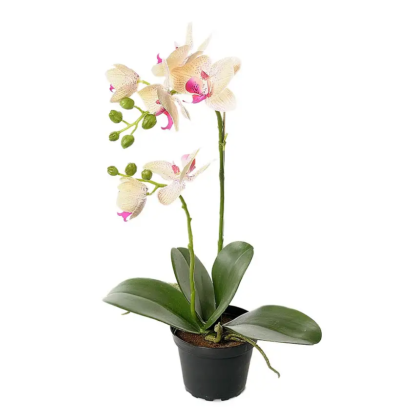 Konstväxt Fröken FräkenPhalaenopsis KrukaGul