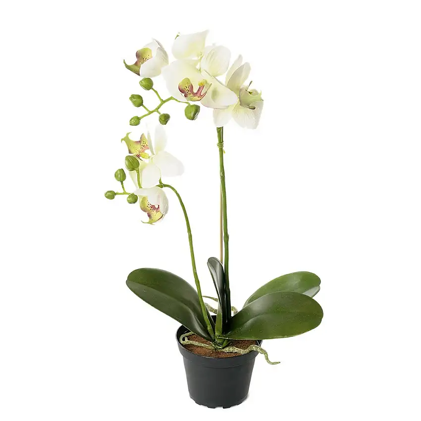 Konstväxt Fröken FräkenPhalaenopsis Kruka