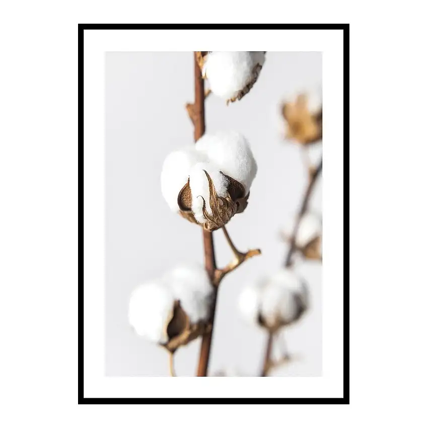 Poster GallerixCotton Close UpStorlek: 30x40 cm