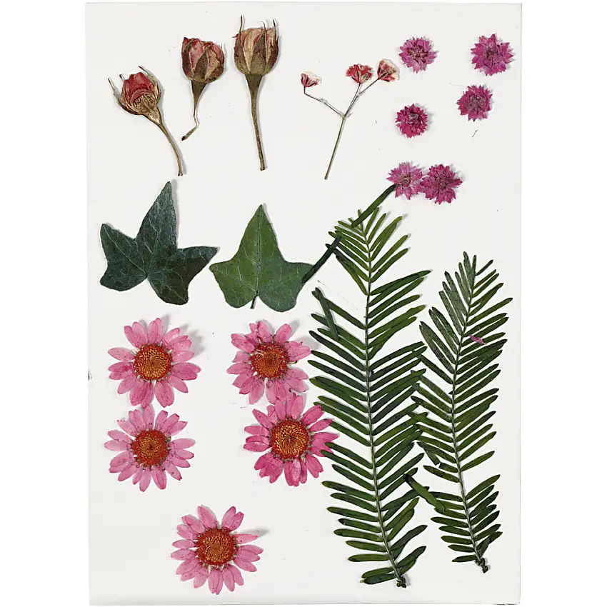 Torkade Creativ CompanyBlommor och Blad Ljusröd 19 Mix/1 Förp
