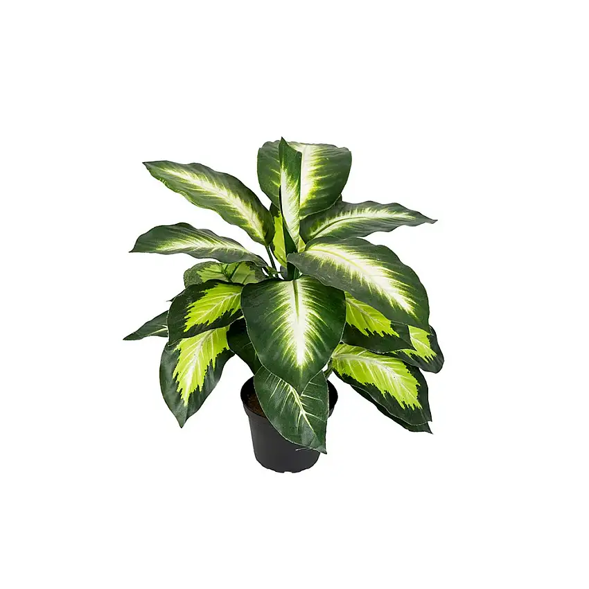 Konstväxt Fröken FräkenPrickblad Grön/Vit