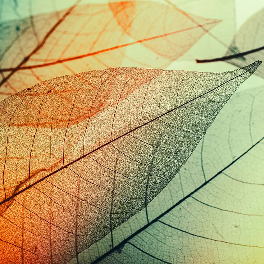 Fototapet Living WallsDesignwalls DD118588