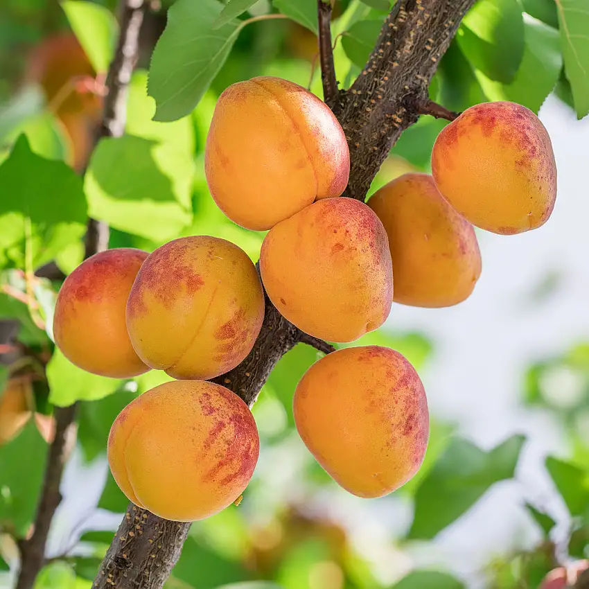 Aprikosträd Omnia GardenTros Oranje