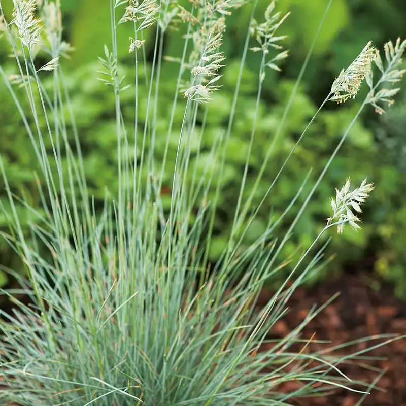 Perenn Omnia GardenBlåsvingel Elijah Blue6-pack