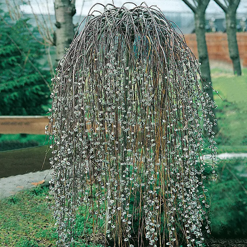 Prydnadsträd Hängsälg Omnia GardenGrönt Lövverk med Grenrik Krona 100-120 cm