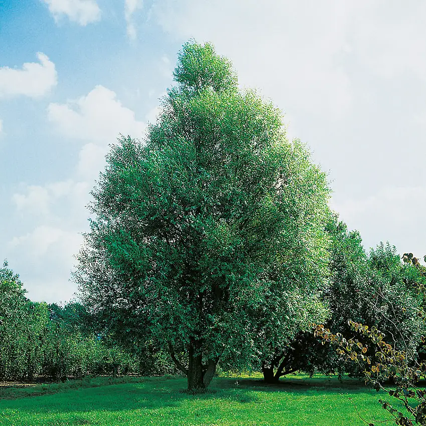 Prydnadsträd Omnia GardenKlotpil, Grönt Lövverk, Lättodlad & Lättskött, 150-200 cm